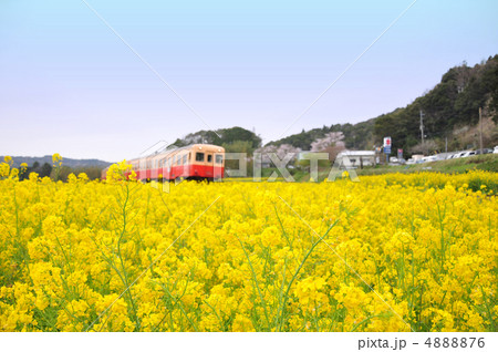 満開の菜の花畑と小湊鐵道 4888876