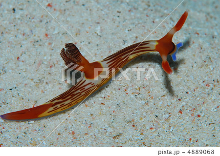 ウミウシ ウミウシ 4889068