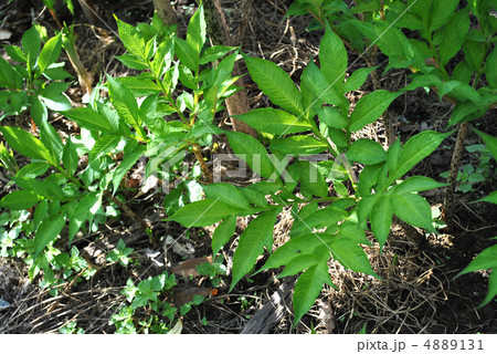 こんにゃくいもの葉 4889131