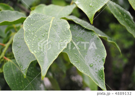柿の葉 4889132