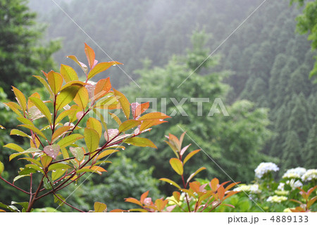 雨に濡れる植物 4889133