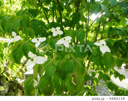 山法師 ヤマボウシ 花言葉 友情 Cornus Kousaの写真素材