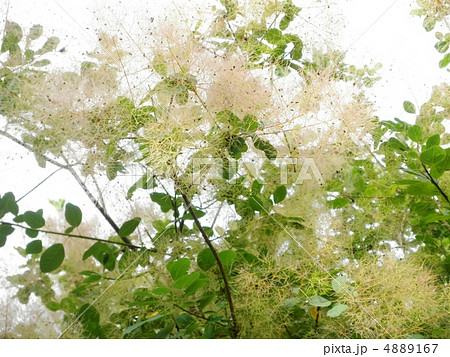 スモークツリー 花言葉 憂い Smokebush の写真素材