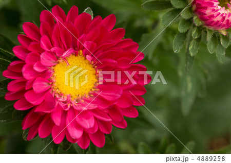 アスター 4889258