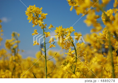 天までとどけ 4889278