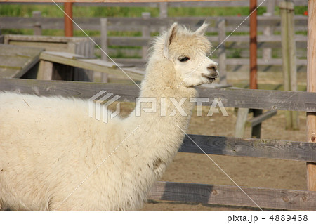 アルパカ 4889468