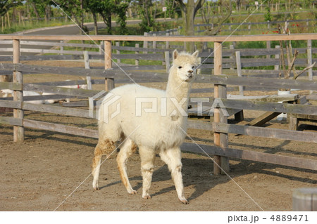 アルパカ 4889471