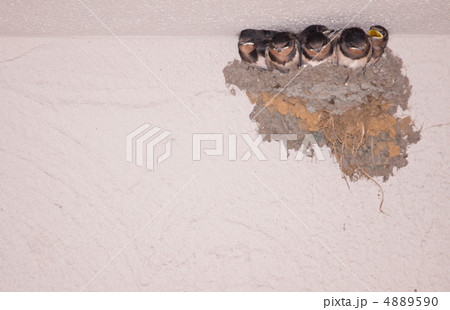 巣立ち間近のツバメの巣 巣立ち間近のツバメの巣 4889590