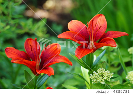 透百合スカシユリ　花が上向きに咲くので人気者です。 4889781