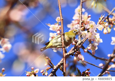 ヒマラヤザクラとメジロ 4889805