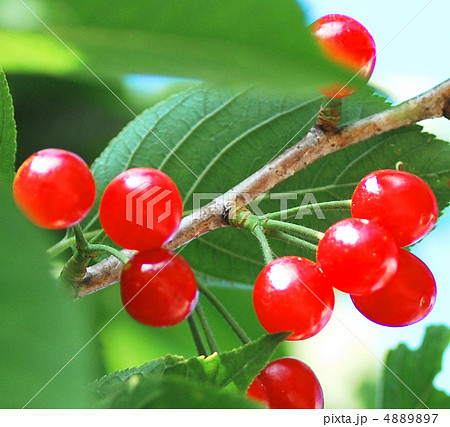 枝になったぐみ 4889897