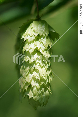 熊四手クマシデ 尻尾がぶら下がっているよう。 熊四手クマシデ 尻尾がぶら下がっているよう。 4889904