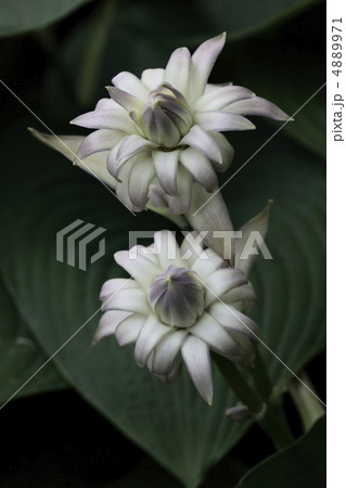 オオバギボウシ 4889971