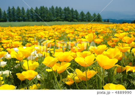 カリフォルニアポピーのお花畑 4889990