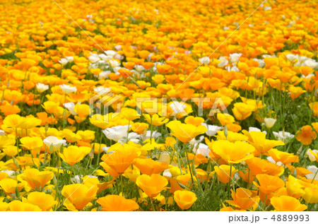カリフォルニアポピーのお花畑 カリフォルニアポピーのお花畑 4889993