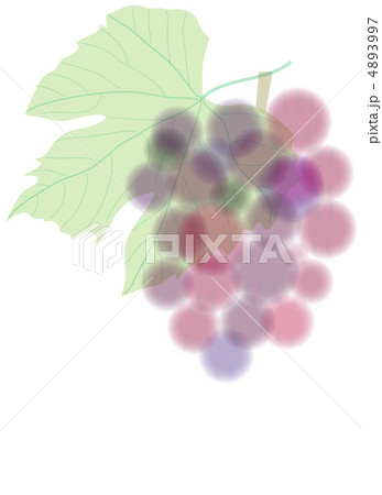 葡萄 4893997