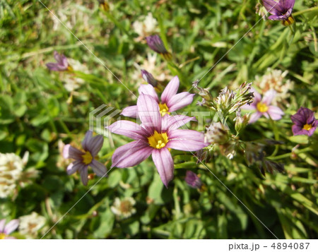 ニワゼキショウ 4894087