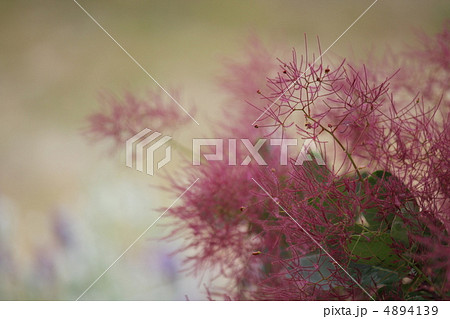 スモークツリー 4894139