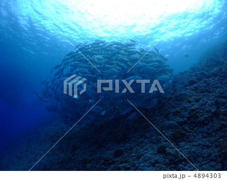 ギンガメアジ ギンガメアジ 4894303