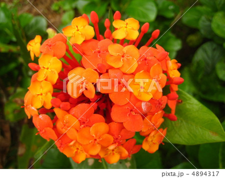 サンダンカ 4894317