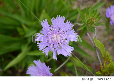 ストケシア 4894327