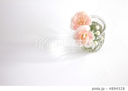 カーネーション 4894328