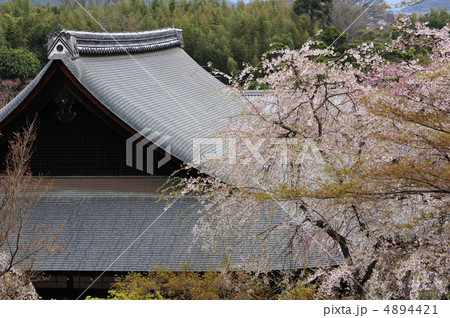 京都　天龍寺の春 4894421