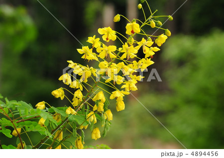 ジャケツイバラ ジャケツイバラ 4894456