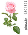 バラ 4894521