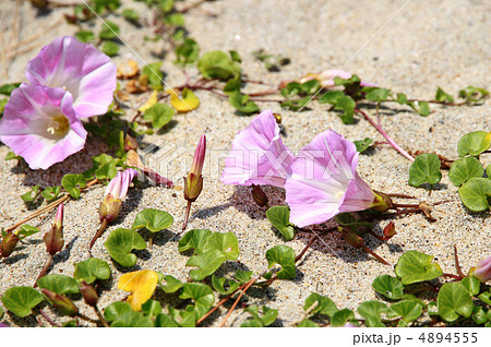 浜昼顔 4894555