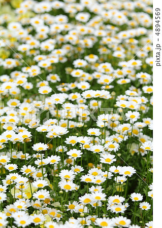 白いマーガレットの花畑の写真素材