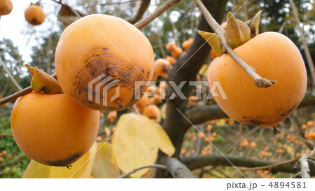 市田柿の実 4894581
