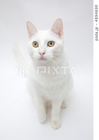 白猫の顔に接近 4894690