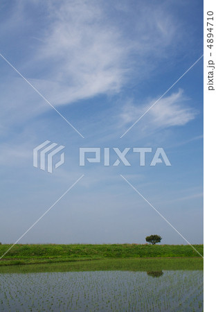 水田に映る一本の樹と青空 4894710
