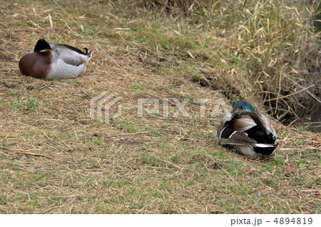 ああ、ひと眠り 4894819