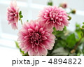ダリア 4894822