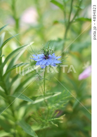 ニゲラ ニゲラ 4894823