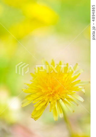 タンポポ 4894865