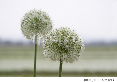 アリウム アリウム 4894893