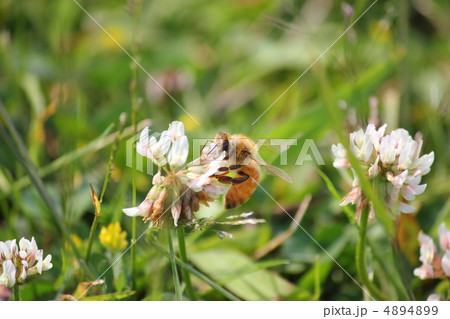 ミツバチの日常 4894899