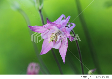 オダマキの花 4894916