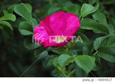 ハマナスの花 4894917