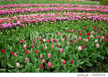 キューケンホフ公園 4895070