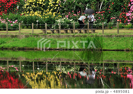 湖面に映える薔薇 4895081