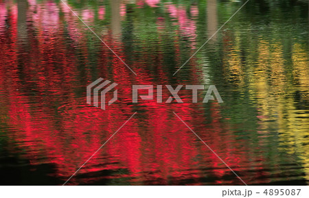 湖面に映える薔薇 湖面に映える薔薇 4895087