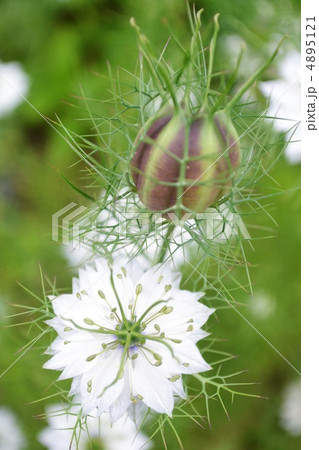 ニゲラの種と花 ニゲラの種と花 4895121