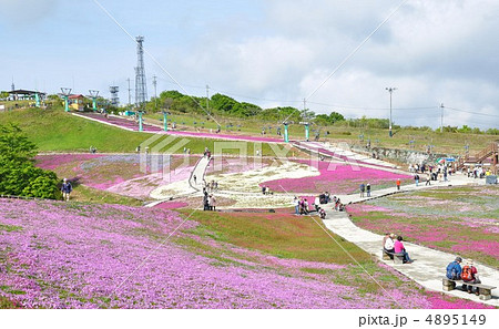茶臼山高原の春　芝桜の丘 4895149