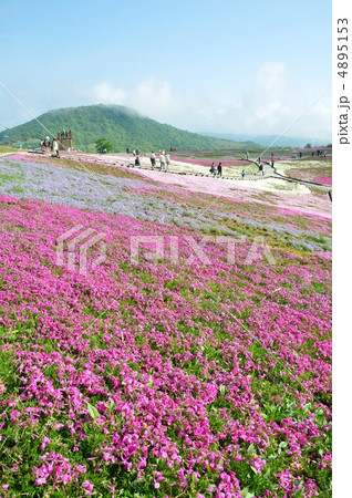 茶臼山高原の春　芝桜の丘 4895153
