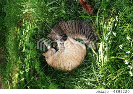 猫の昼寝 4895220
