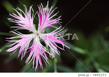 カワラナデシコ 4895253